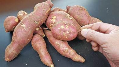 才知道，保存紅薯這麼簡單，放一年不爛不發芽，以後再不怕漲價了